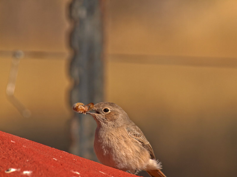 Bird, Namib Desert Lodge